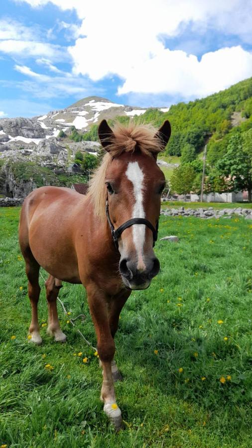 Katun Mokra & Horseback Riding Podgorica